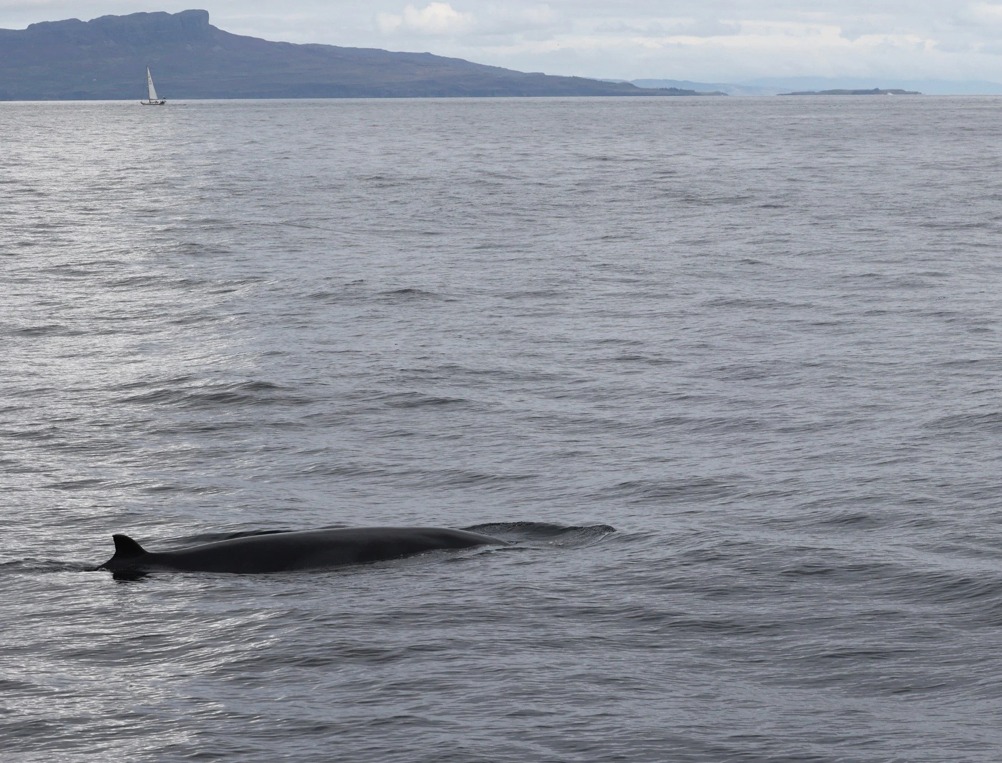 Minke whale: Kasey FD26 — Hebridean Whale & Dolphin Trust